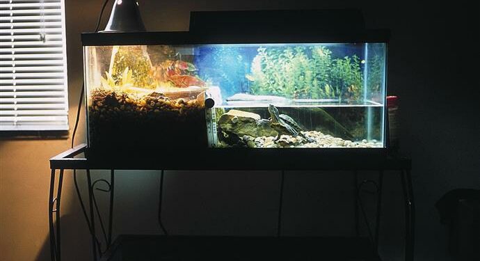 Est-ce que une tortue d'eau boit de l'eau ?