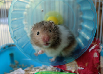 Est-ce qu'il faut laver un hamster ?