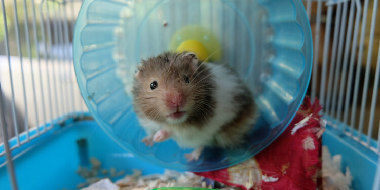 Est-ce qu'il faut laver un hamster ?