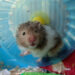 Est-ce qu'il faut laver un hamster ?