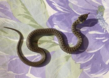 Est-ce qu'on meurt d'une morsure de vipère ?