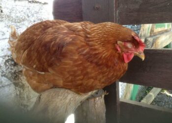 Est-ce qu'on peut caresser une poule ?