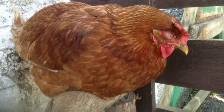 Est-ce qu'on peut caresser une poule ?