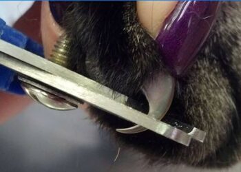 Est-ce qu'on peut couper les griffes d'un chaton ?