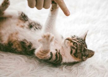 Est-ce qu'on peut couper les griffes d'un chaton ?