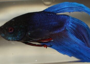 Est-ce qu'on peut mettre 2 combattant ensemble ?