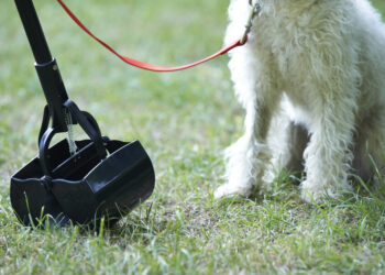 Est-ce qu'on peut mettre les crottes de chien dans le compost ?