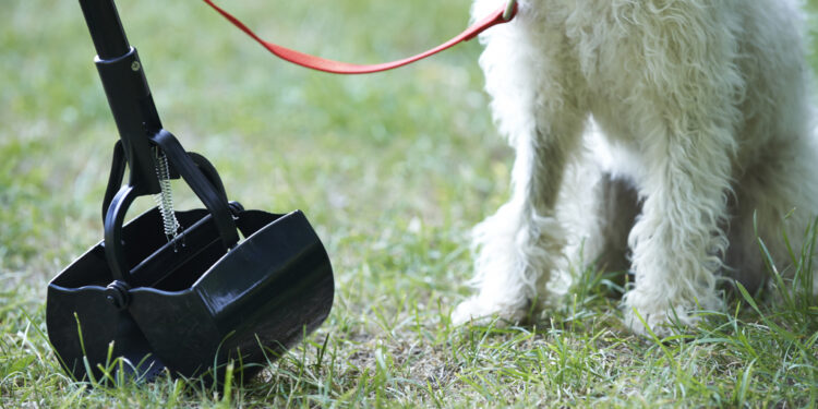 Est-ce qu'on peut mettre les crottes de chien dans le compost ?
