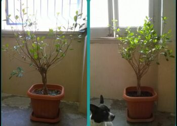 Est-ce qu'on peut mettre un ficus dans une chambre ?