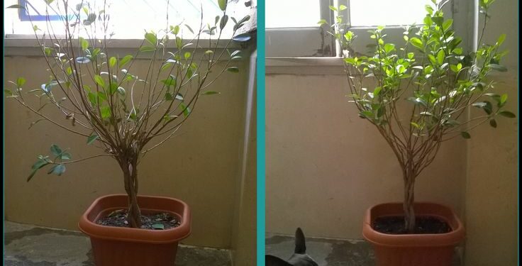Est-ce qu'on peut mettre un ficus dans une chambre ?