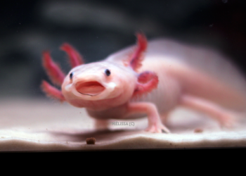 Est-ce qu'on peut toucher un axolotl ?