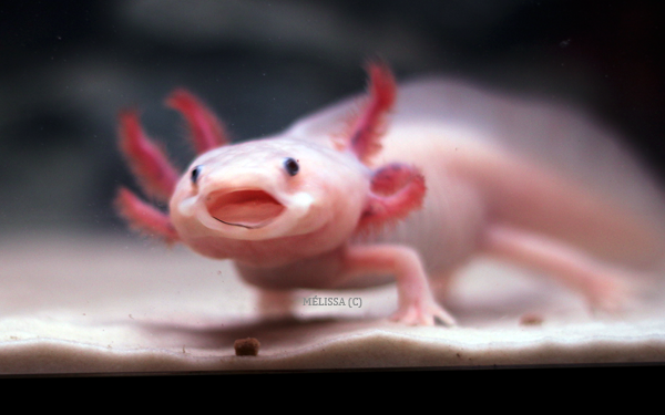 Est-ce qu'on peut toucher un axolotl ?