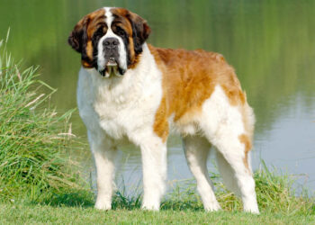 Est-ce qu'un Saint-bernard peut vivre en appartement ?