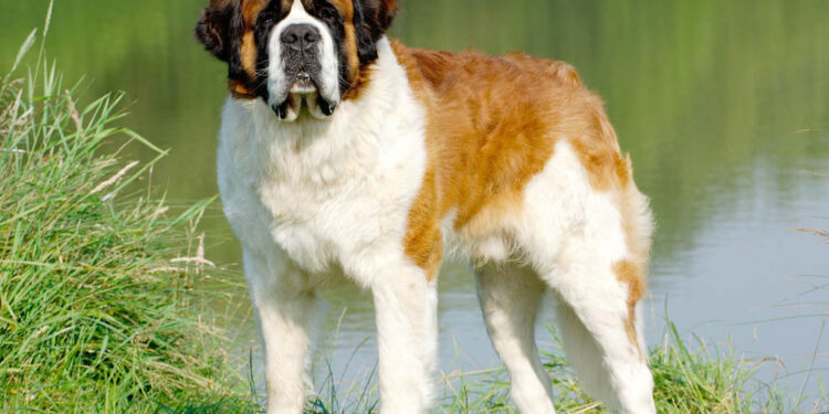 Est-ce qu'un Saint-bernard peut vivre en appartement ?