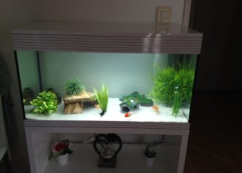 Est-ce qu'un aquarium consomme beaucoup d'électricité ?