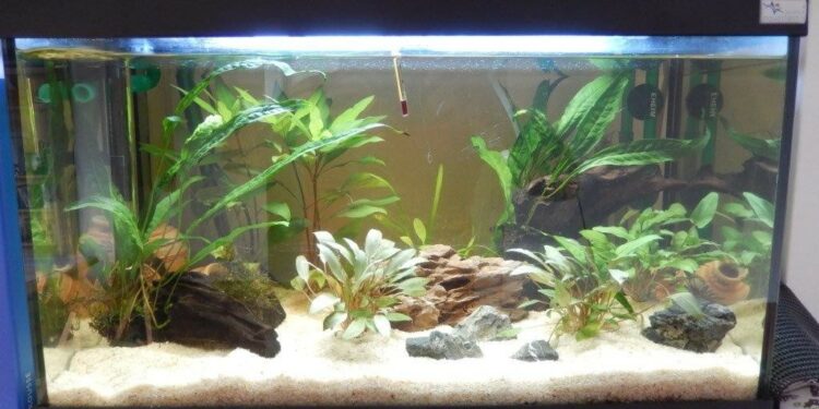 Est-ce qu'un aquarium consomme beaucoup d'électricité ?