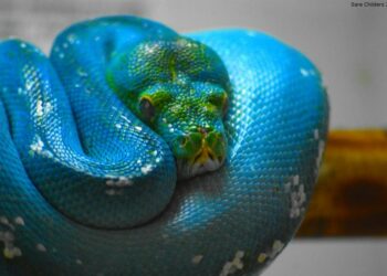 Est-ce qu'un boa peut manger un homme ?