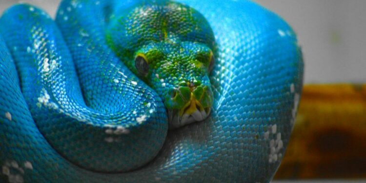 Est-ce qu'un boa peut manger un homme ?