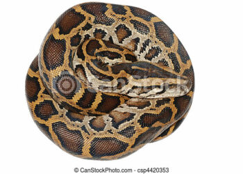 Est-ce qu'un boa peut manger un homme ?