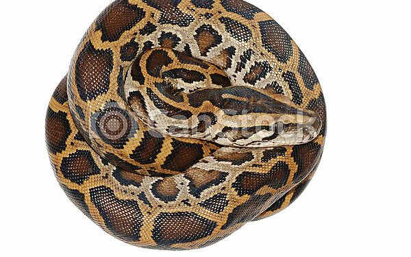 Est-ce qu'un boa peut manger un homme ?