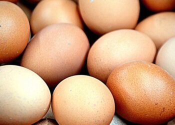 Est-ce qu'un canard peut s'accoupler avec une oie ?