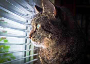 Est-ce qu'un chat est malheureux s'il ne sort pas ?