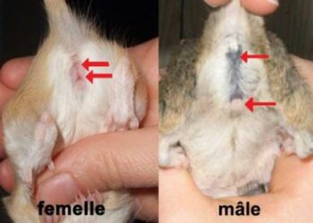 Est-ce qu'un chat mâle peut être en chaleur ?