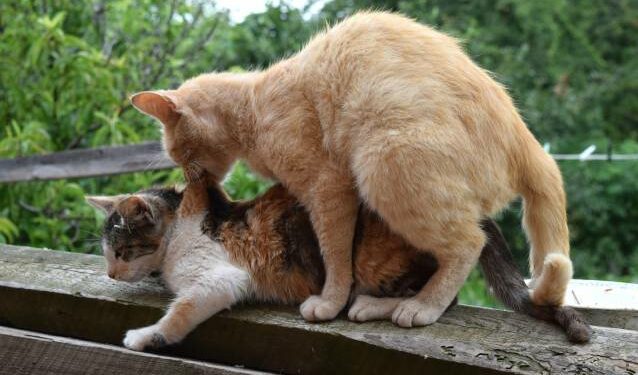 Est-ce qu'un chat perdu peut retrouver sa maison ?