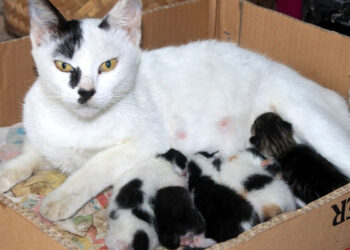 Est-ce qu'un chat peut accoucher en plusieurs jours ?