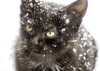 Est-ce qu'un chat peut attraper un coup de froid ?