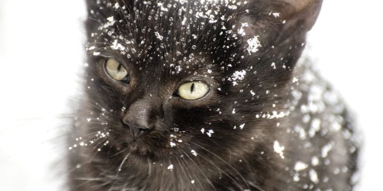 Est-ce qu'un chat peut attraper un coup de froid ?