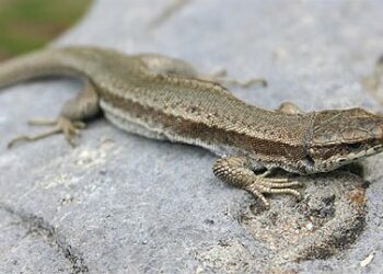 Est-ce qu'un chat peut manger un lézard ?