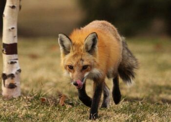 Est-ce qu'un chat peut se faire attaquer par un renard ?