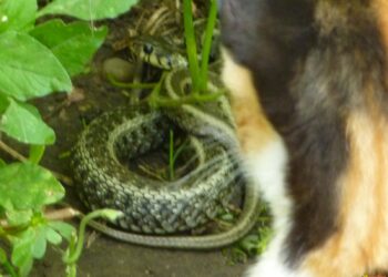 Est-ce qu'un chat peut tuer une couleuvre ?