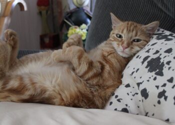 Est-ce qu'un chat s'ennuie tout seul ?