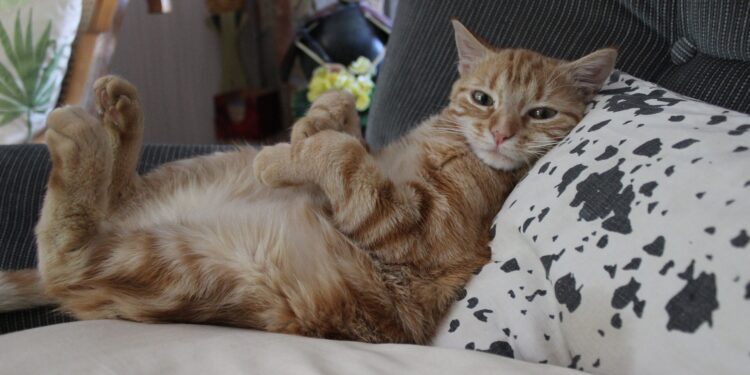 Est-ce qu'un chat s'ennuie tout seul ?