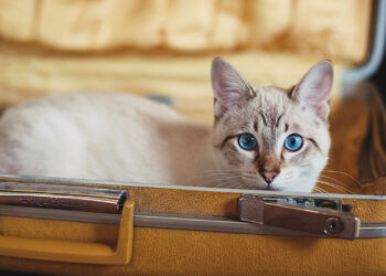 Est-ce qu'un chat va à la selle tous les jours ?