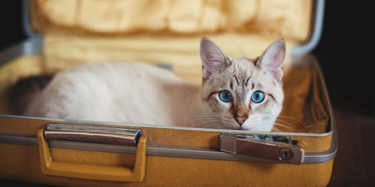 Est-ce qu'un chat va à la selle tous les jours ?