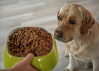 Est-ce qu'un chien doit boire la nuit ?