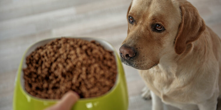 Est-ce qu'un chien doit boire la nuit ?