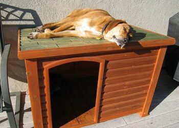 Est-ce qu'un chien doit dormir dehors ?