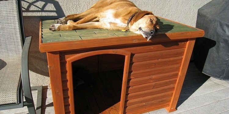 Est-ce qu'un chien doit dormir dehors ?