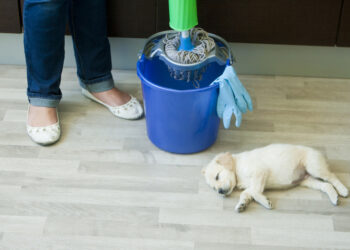 Est-ce qu'un chien peut aller dans une litière ?