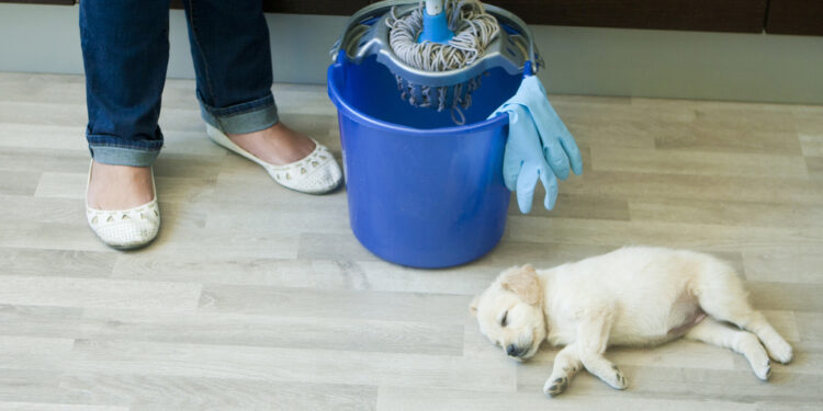 Est-ce qu'un chien peut aller dans une litière ?