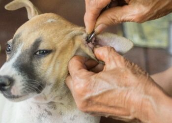 Est-ce qu'un chien peut avoir chaud ?