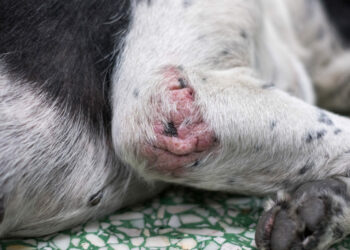 Est-ce qu'un chien peut avoir des pellicules ?