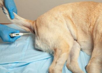 Est-ce qu'un chien peut avoir froid la nuit ?