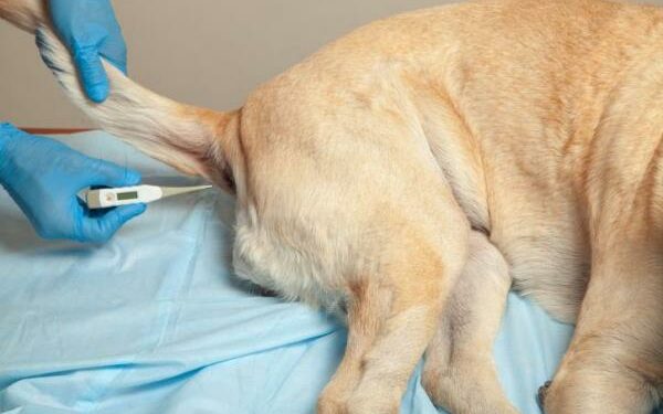 Est-ce qu'un chien peut avoir froid la nuit ?