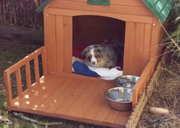 Est-ce qu'un chien peut dormir dehors en hiver ?