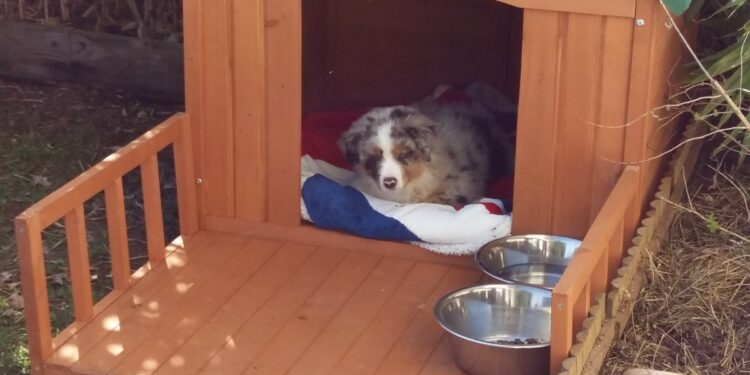 Est-ce qu'un chien peut dormir dehors en hiver ?